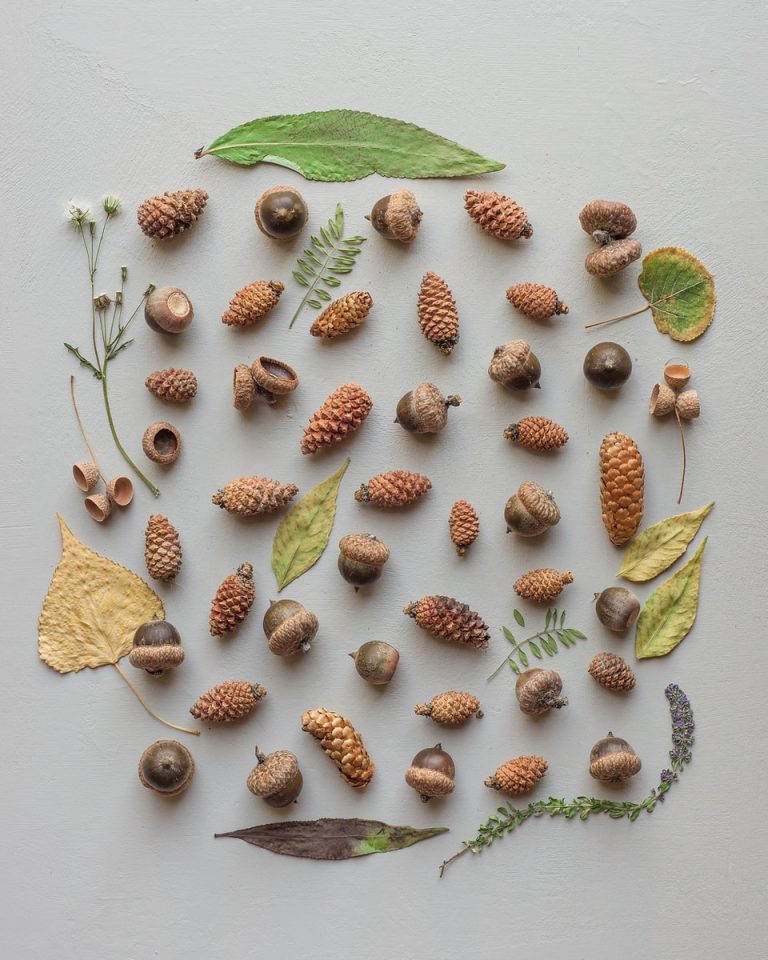 acorn nut in flatlay photography